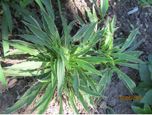 ����� ��������.JPG