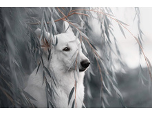 BISKO Regular/����� �������