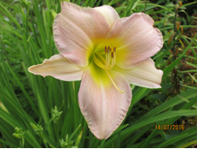 �������� ��������.JPG