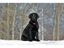 ���� ��� 5 ���