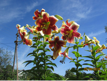 �� ������ �����.JPG