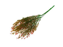 ����� "��������"����� "��������" �����; 30 ��; �������; � ����� 800 ��. ���.: 1653785 55.00 ���.