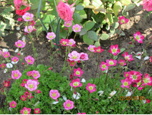 ���������� ���������� �������������.JPG