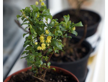 �������� thunb. Concorde