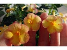 Yellow Fever(���� ����).jpg - 100 ���.