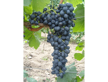 �������� �������� ������.jpg