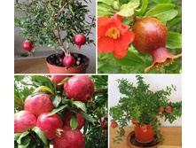 ������ ���������� ����.jpg