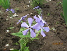 ������������� ��������.JPG