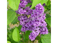 ������ ������������ ����� �����.jpg