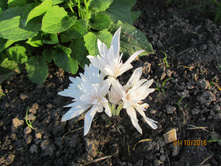 ������������ �����, ��������, ��������� ��� Waterlily.JPG