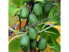 ��������� ������ ���� ����.jpg