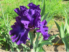 ���� ��������� ��� ���� �������