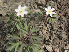 ��������� ���������, �. ������������.JPG