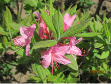 ����������� �������