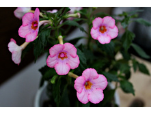 Amour.jpg - 80 ���.