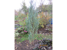 ������������ �������� ��� �����.JPG