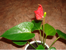 �������� (������ ��������)