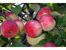 ������ ���� ������� � �������.jpg