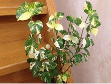 384026744 2 644x461 azistaziya-gangetika-variegatnaya-fotografii.jpg