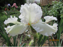 ���� ��������� �����������