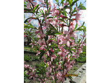 ������� �������.JPG