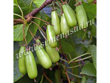 ��������� ��������� ��������.jpg