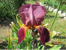 ���� ��������� �������