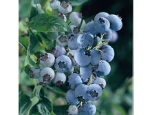 �������� ������ ����.jpg