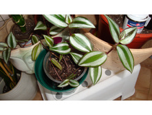 ������������ �������