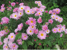 ���������� ���������, ������������.JPG