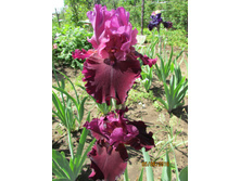 ���� ��������� ������� ������