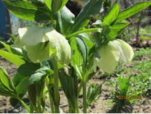 �������� ������.JPG