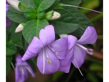 �������� ����������� (barleria obtusa)