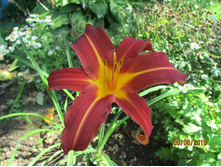 ���� �������.JPG