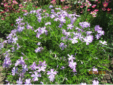 ���������� Emerald Cushion Blue.JPG