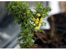 �������� thunb. Concorde