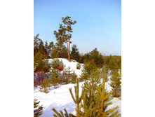 IMG 20170311 095931.jpg