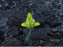 ���� ��������