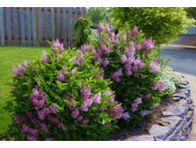 ������ ������ �����.jpg