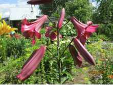 ��������� ���� ��������.JPG