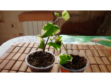 ���������� Macroglossus