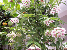 ���� ����� - 550 ���.