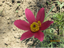 �������� ������� (2).JPG