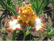 ����� ���.JPG