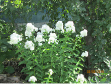 ����������� ��������.JPG