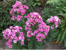 ����������� ������.JPG