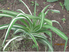 ������������� (������).JPG