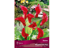 ����� ��������� ���.jpg