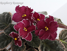 Raspberry Rampage.jpg