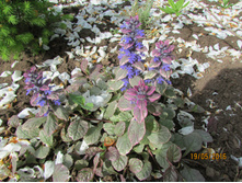 ������� �������� ����.JPG